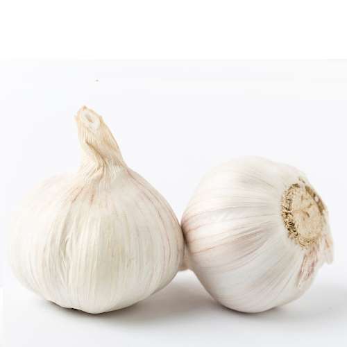 COLOSSAL GARLIC US #1 LARGE